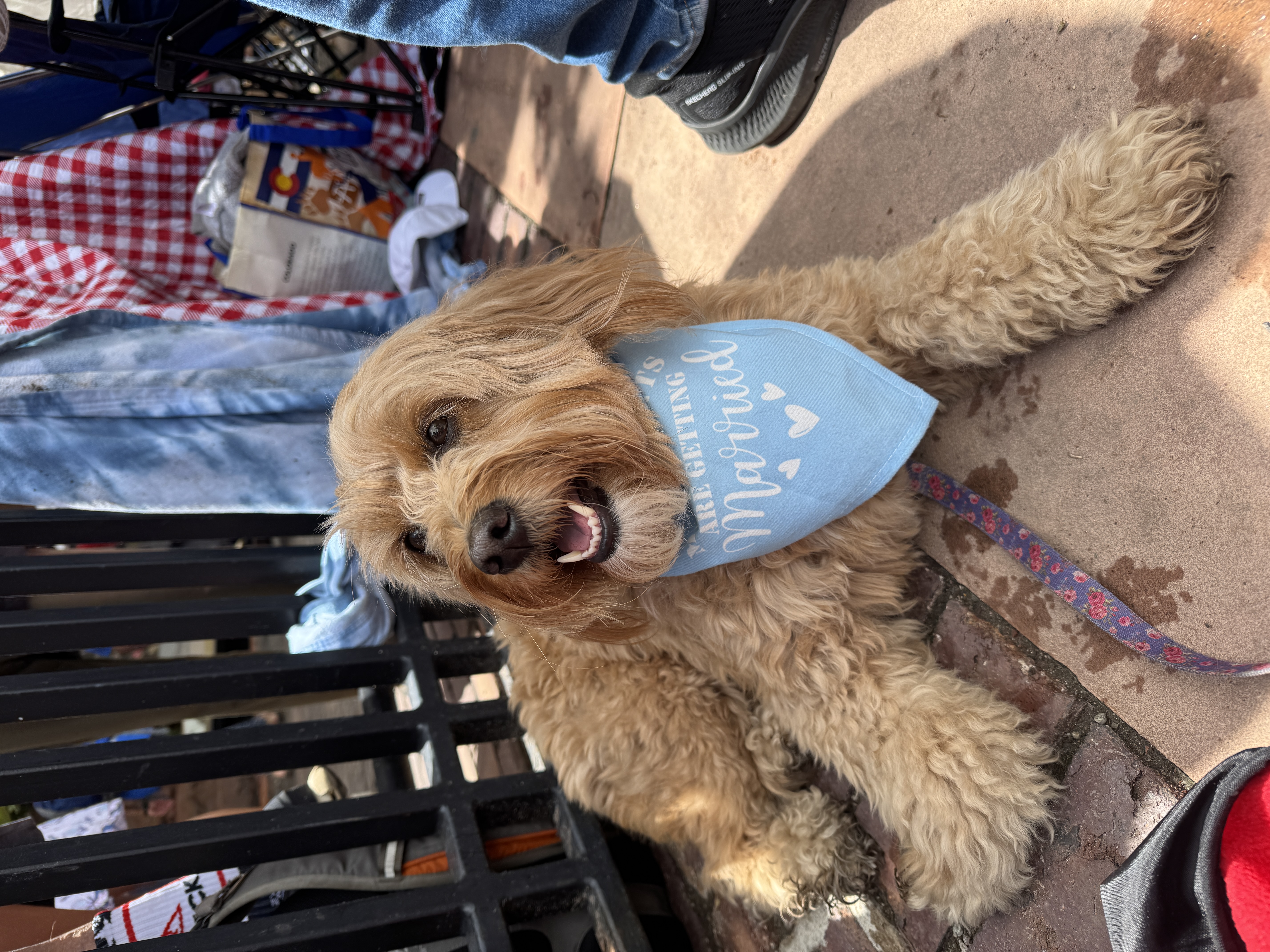 Poppy in her 'getting married' bandana
